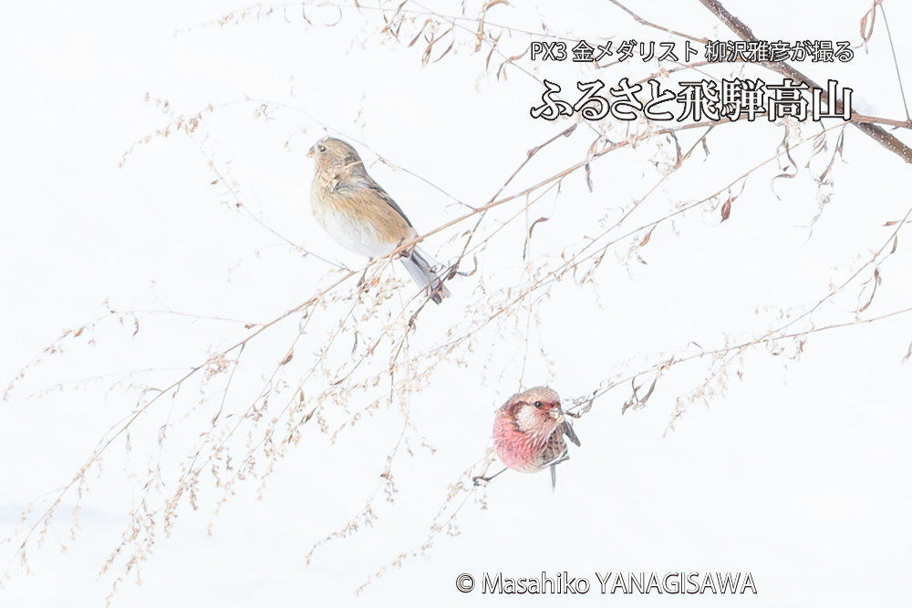 飛騨高山に棲むベニマシコの写真です。