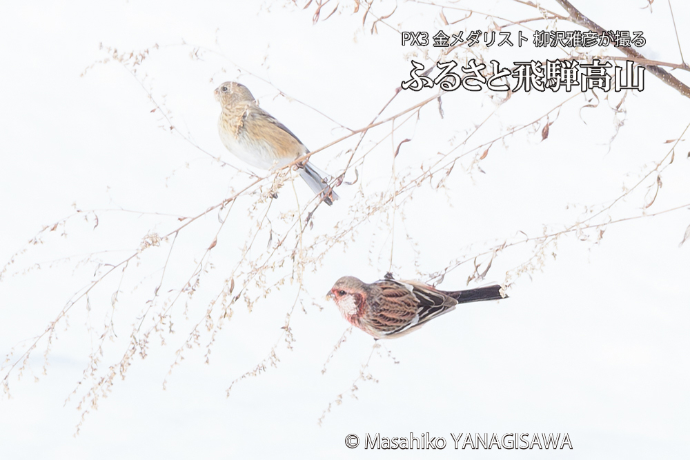 飛騨高山に棲むベニマシコの写真です。