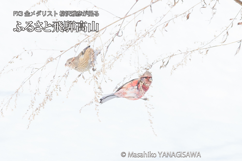 飛騨高山に棲むベニマシコの写真です。