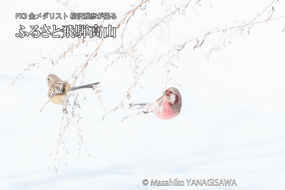 飛騨高山に棲むベニマシコの写真です。