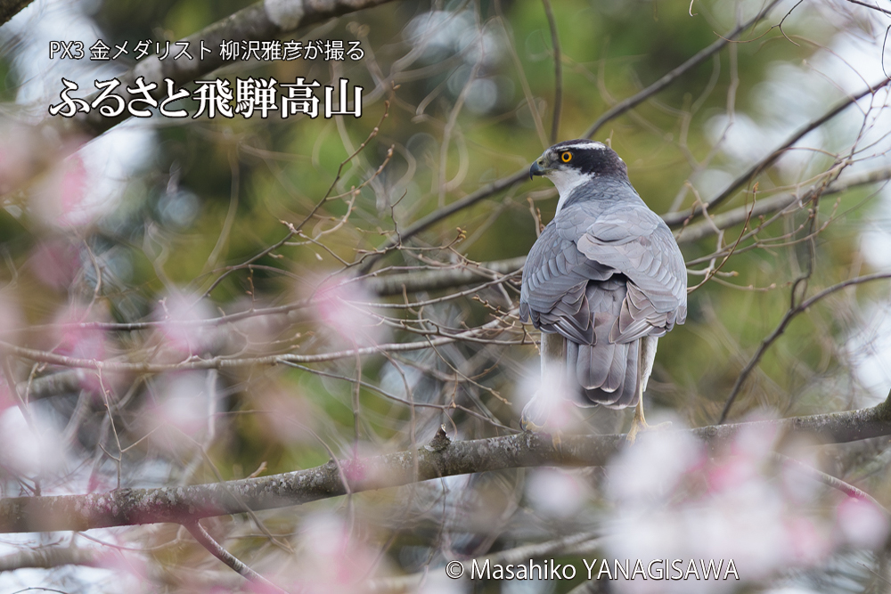 飛騨高山に棲むオオタカの写真です。