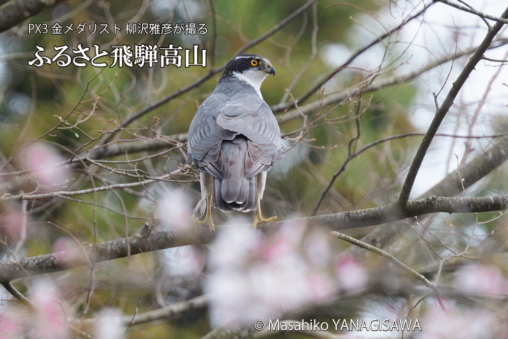 飛騨高山に棲むオオタカの写真です。