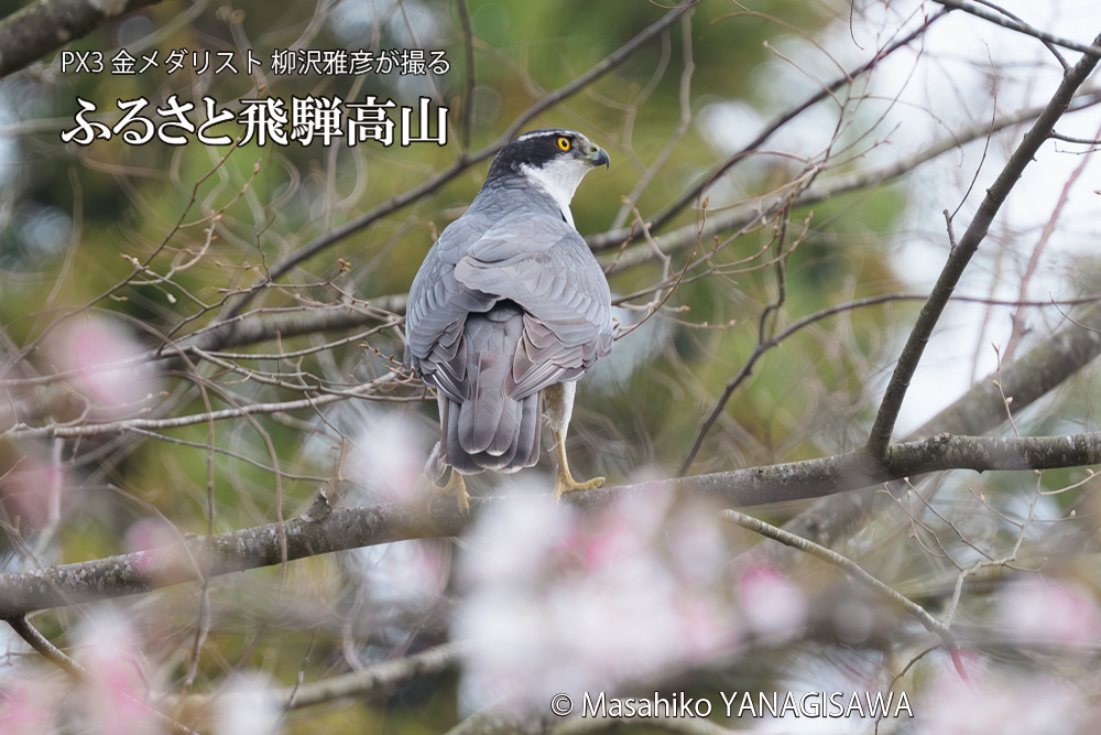 飛騨高山に棲むオオタカの写真です。