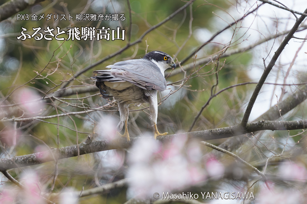 飛騨高山に棲むオオタカの写真です。