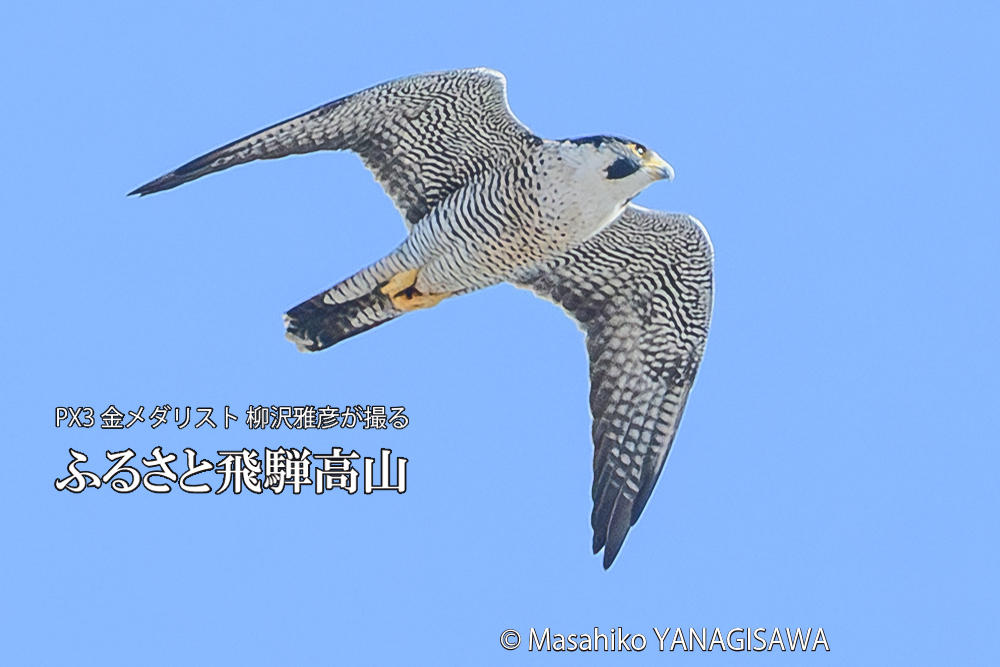 飛騨高山に棲むハヤブサ成鳥の写真です。