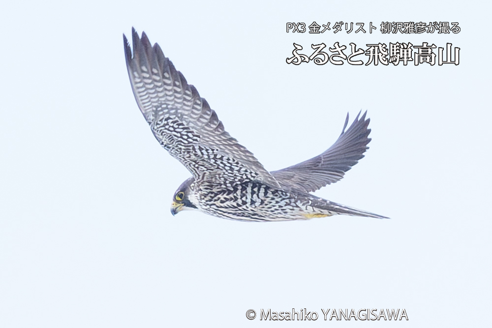 飛騨高山に棲むハヤブサ若鳥の写真です。