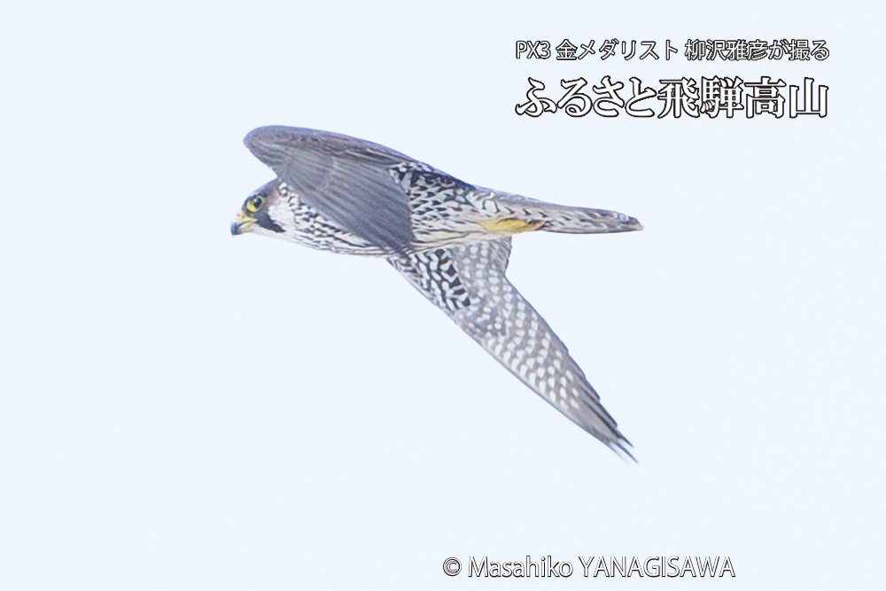 飛騨高山に棲むハヤブサ若鳥の写真です。