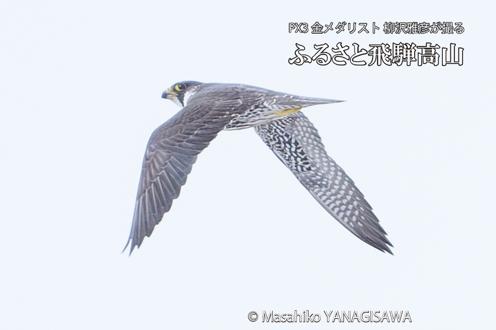 飛騨高山に棲むハヤブサ若鳥の写真です。