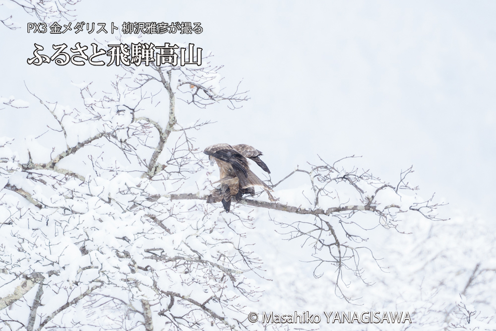 飛騨高山に棲むトビの写真です。