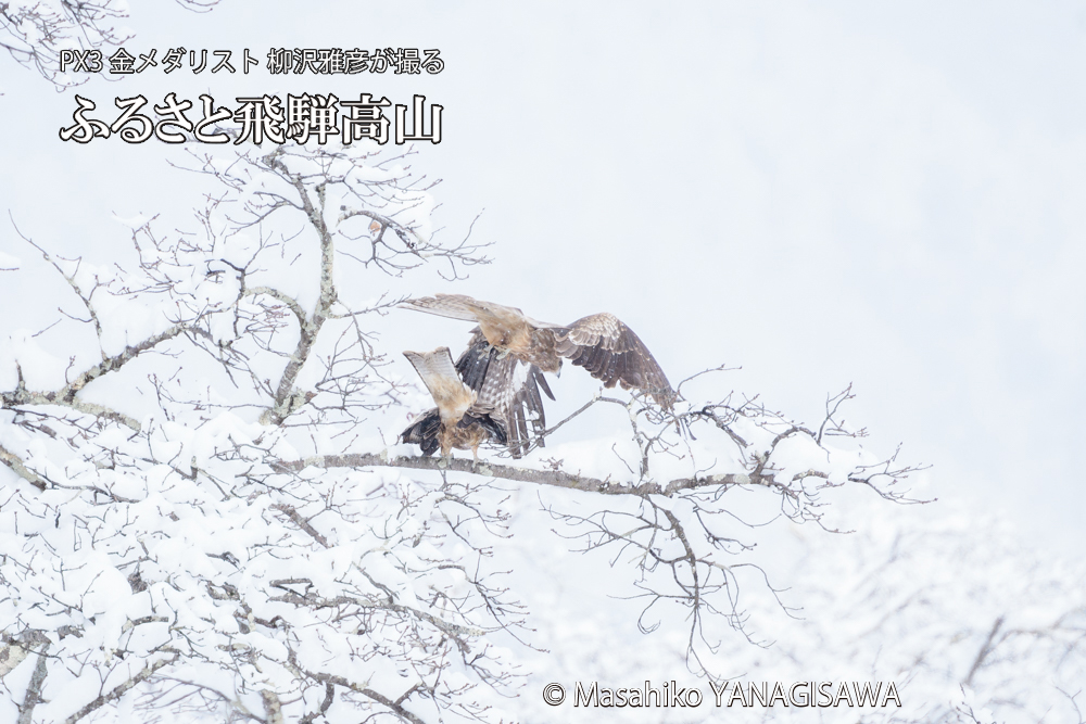 飛騨高山に棲むトビの写真です。