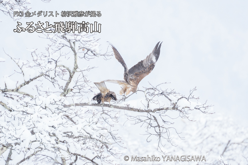 飛騨高山に棲むトビの写真です。