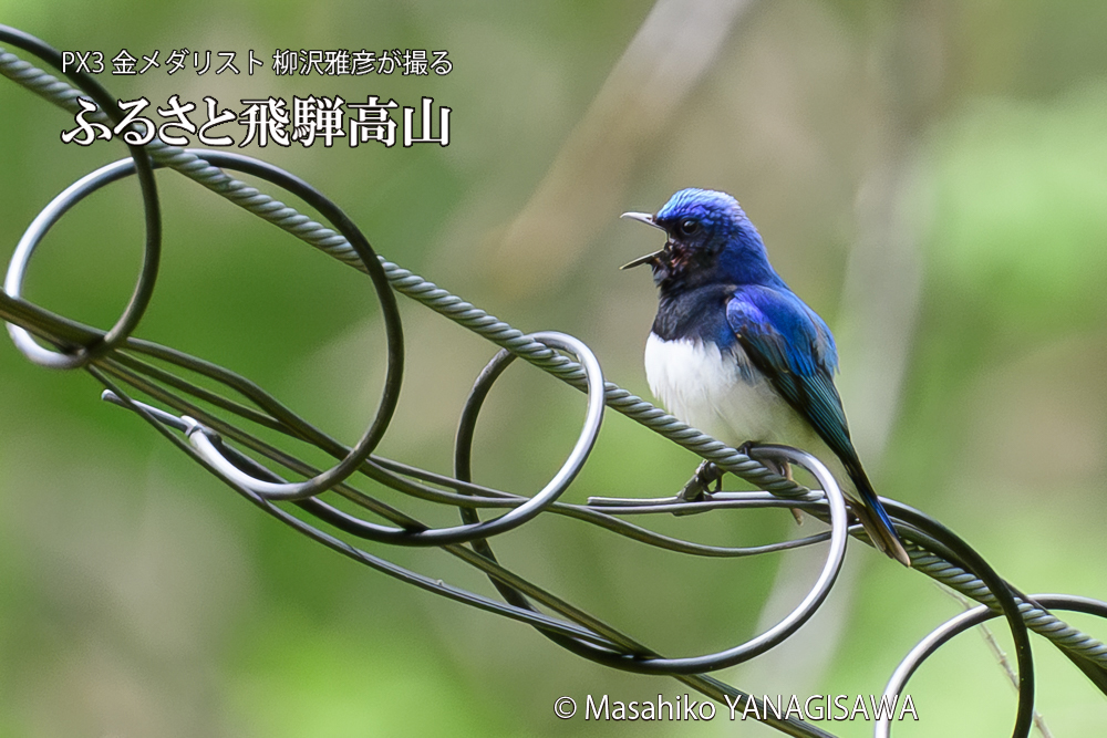 飛騨高山に棲むオオルリの写真です。