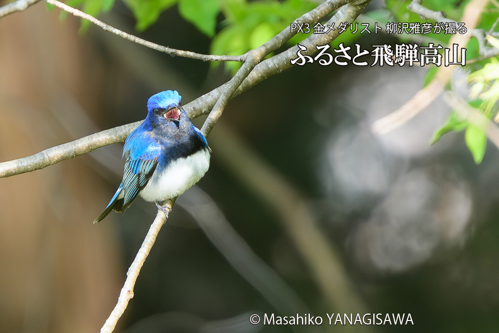 飛騨高山に棲むオオルリの写真です。