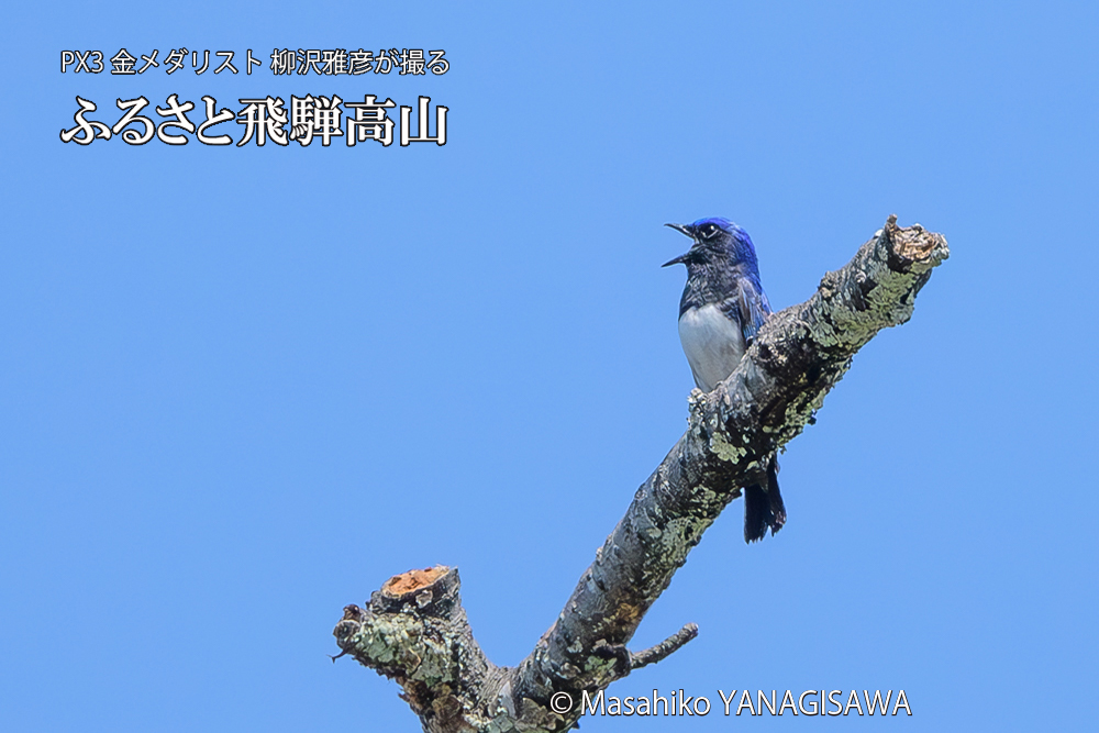 飛騨高山に棲むオオルリの写真です。