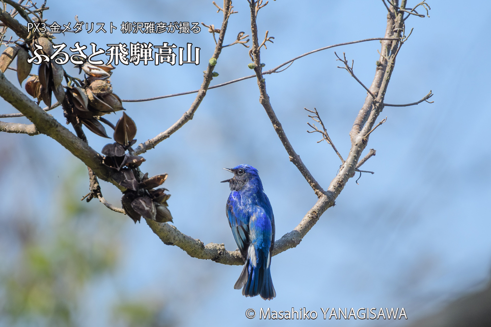 飛騨高山に棲むオオルリの写真です。