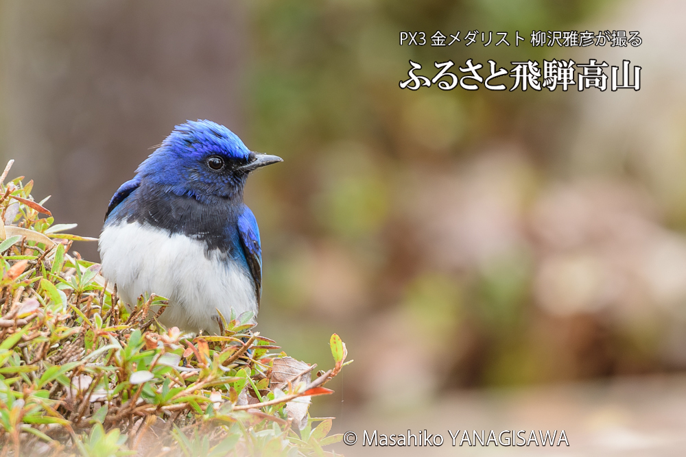 飛騨高山に棲むオオルリの写真です。