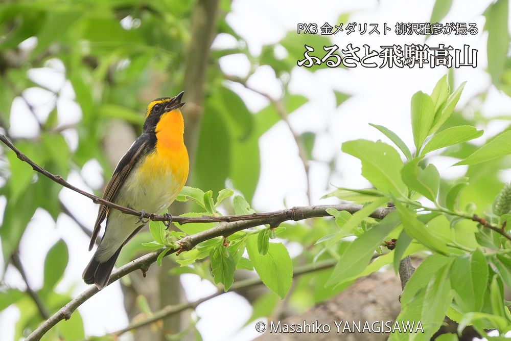 飛騨高山に棲むキビタキの写真です。