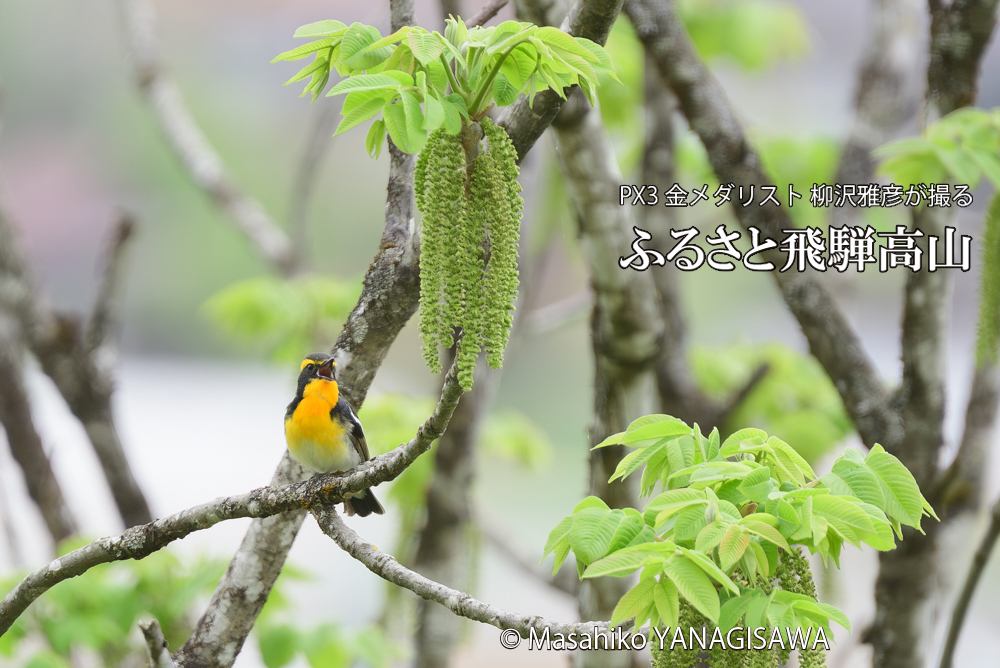 飛騨高山に棲むキビタキの写真です。