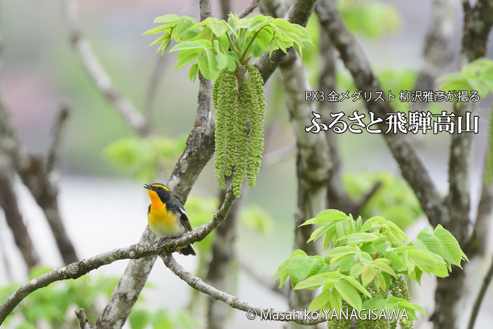 飛騨高山に棲むキビタキの写真です。