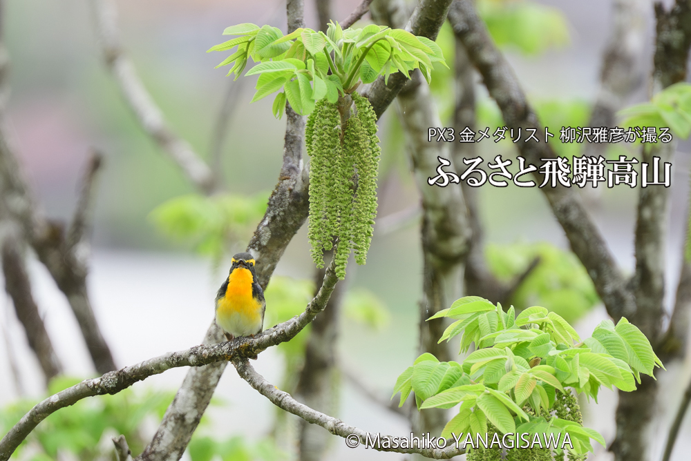 飛騨高山に棲むキビタキの写真です。