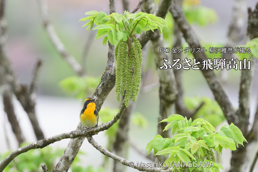 飛騨高山に棲むキビタキの写真です。