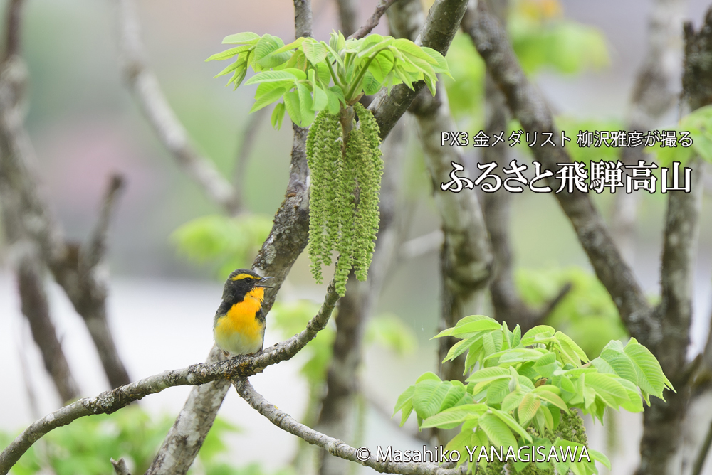 飛騨高山に棲むキビタキの写真です。