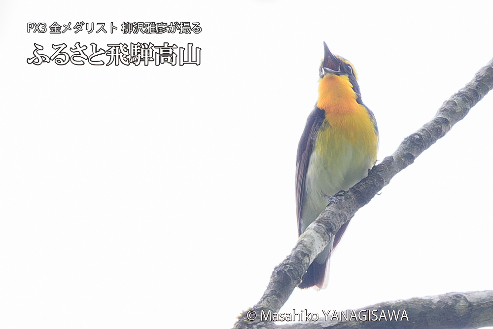 飛騨高山に棲むキビタキの写真です。