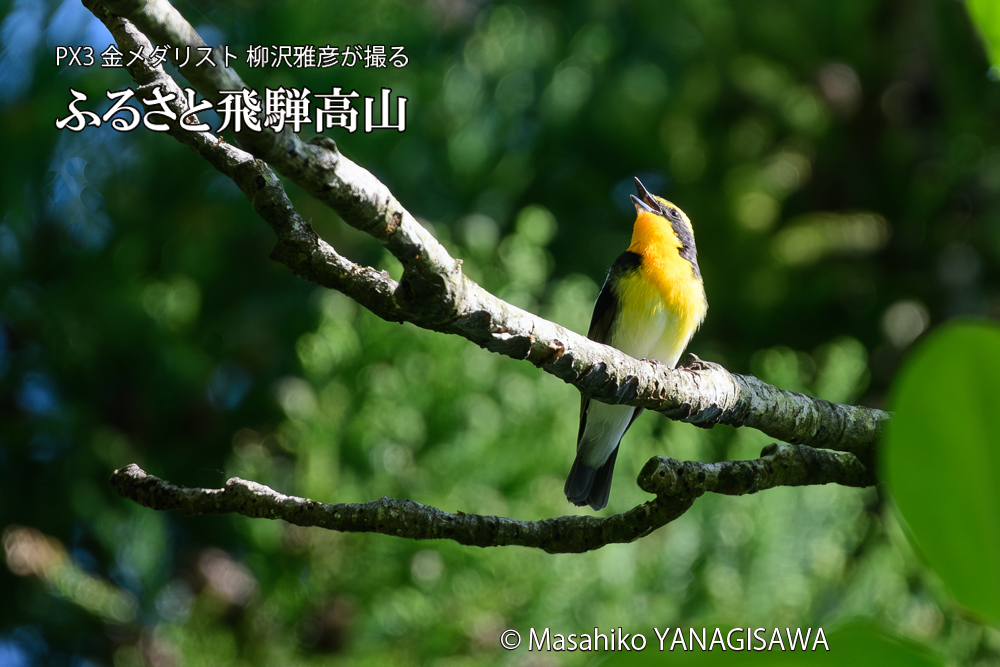 飛騨高山に棲むキビタキの写真です。
