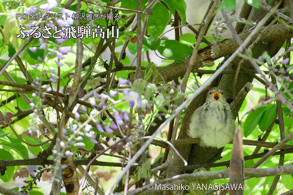 飛騨高山に棲むウグイスの写真です。