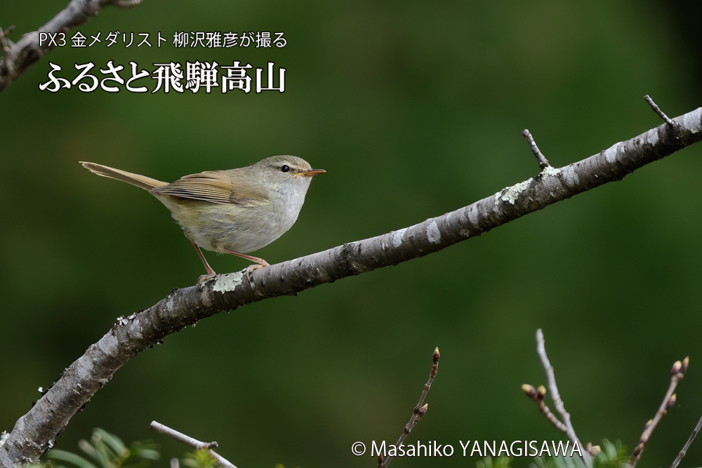 飛騨高山に棲むウグイスの写真です。
