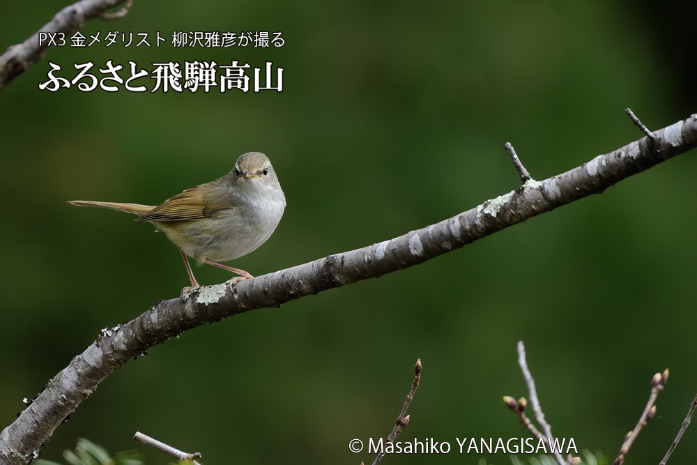 飛騨高山に棲むウグイスの写真です。