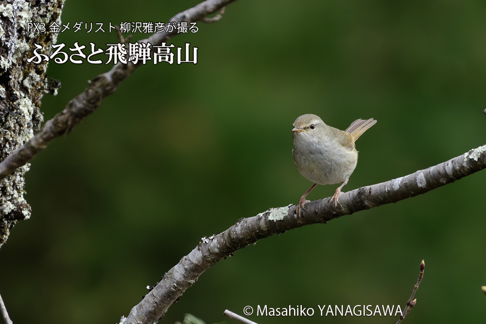 飛騨高山に棲むウグイスの写真です。