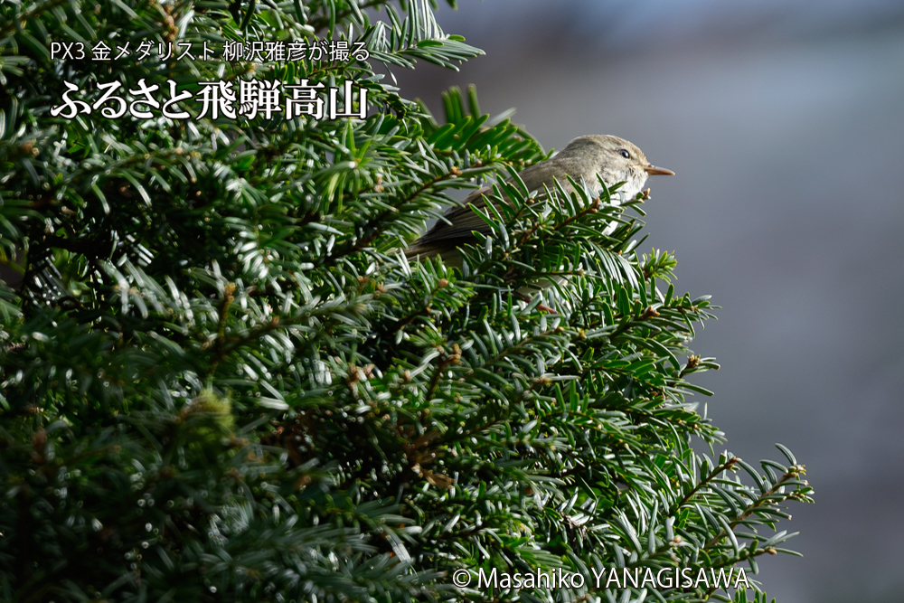 飛騨高山に棲むウグイスの写真です。
