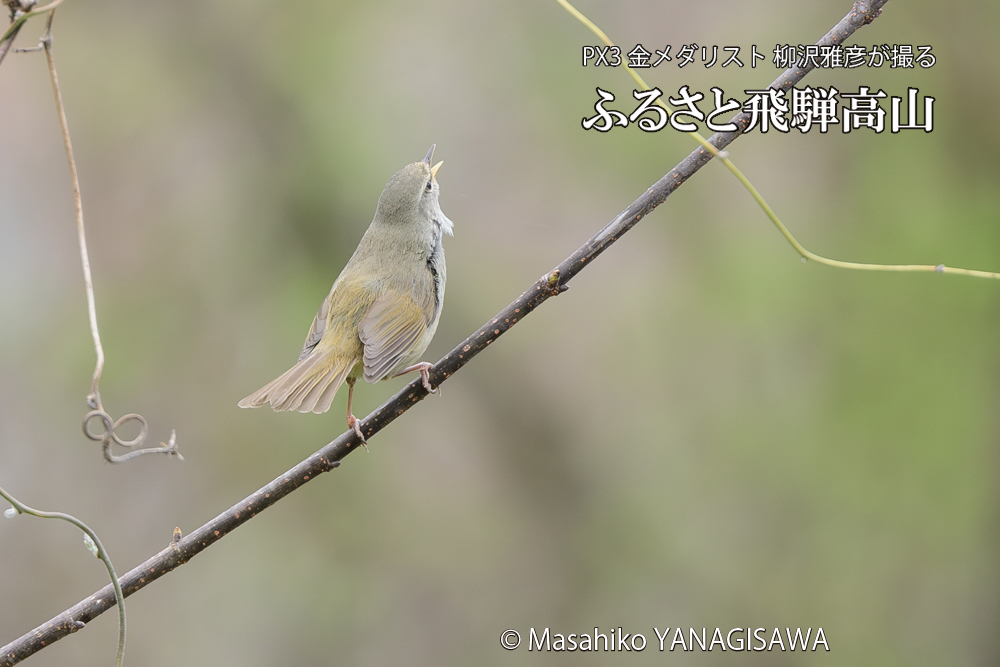 飛騨高山に棲むウグイスの写真です。