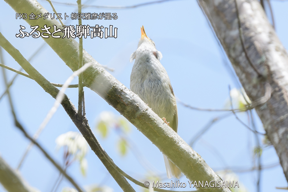 飛騨高山に棲むウグイスの写真です。