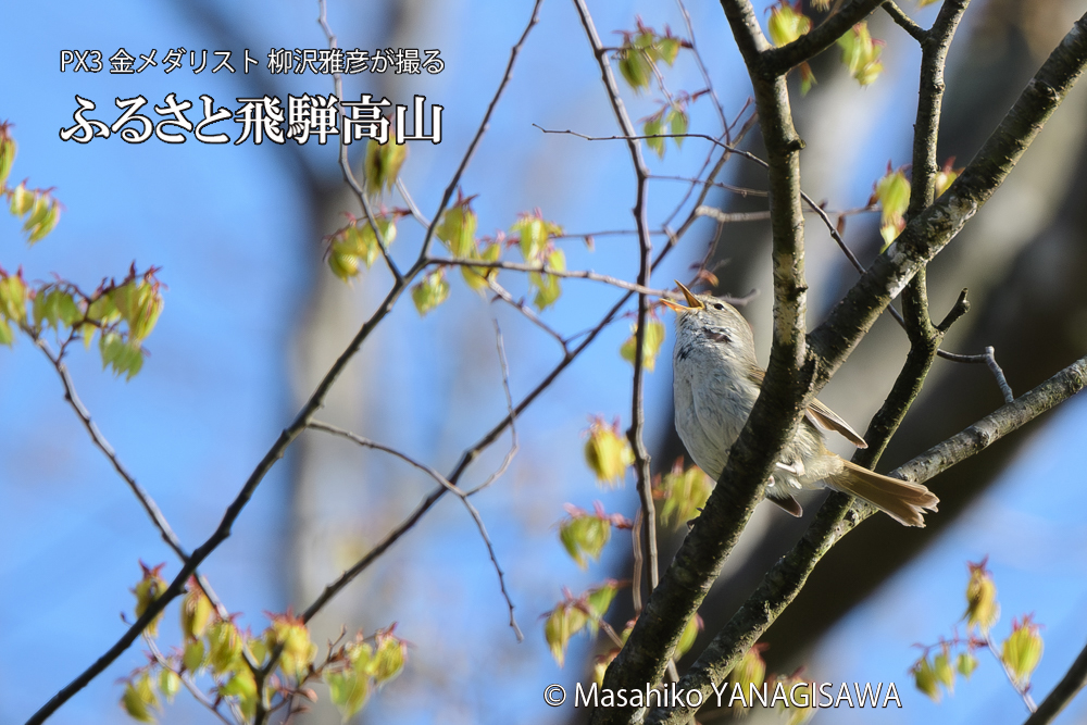 飛騨高山に棲むウグイスの写真です。