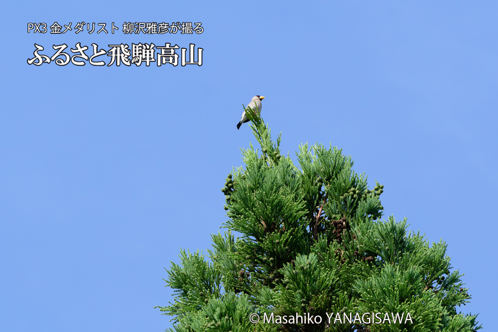 飛騨高山に棲むイカルの写真です。