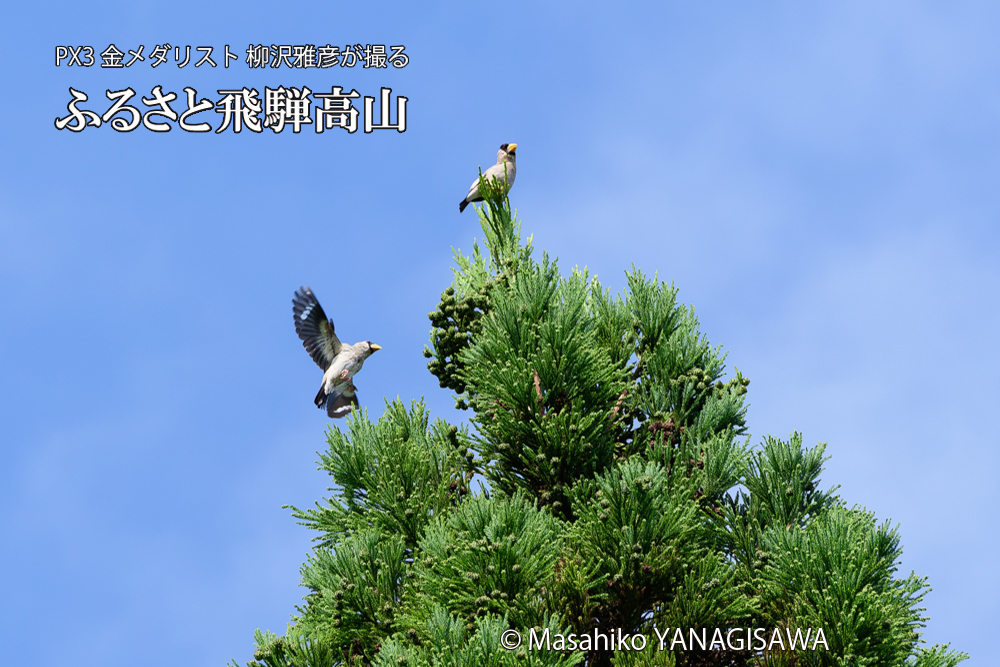 飛騨高山に棲むイカルの写真です。