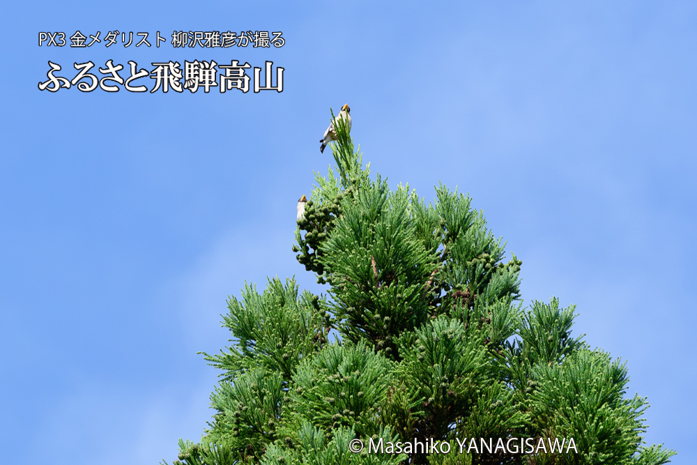 飛騨高山に棲むイカルの写真です。