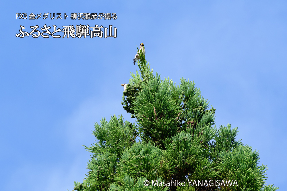 飛騨高山に棲むイカルの写真です。