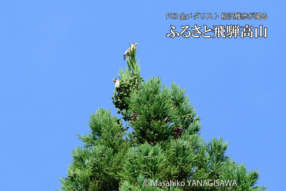 飛騨高山に棲むイカルの写真です。