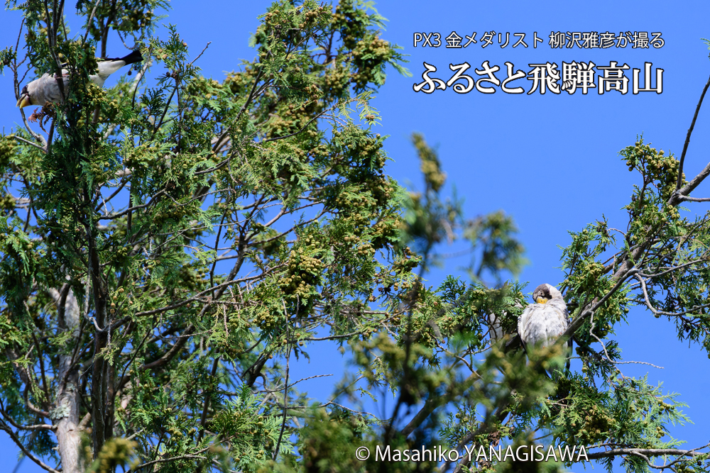 飛騨高山に棲むイカルの写真です。