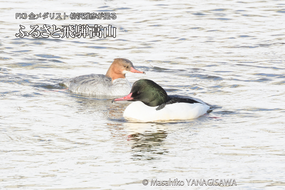 飛騨高山に棲むカワアイサの雄と雌の写真です。