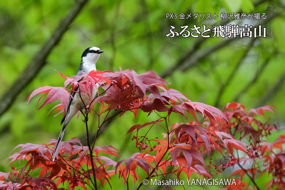 飛騨高山に棲むサンショウクイの写真です。