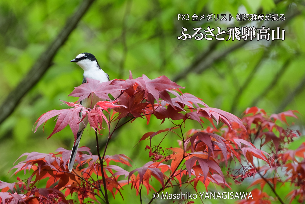 飛騨高山に棲むサンショウクイの写真です。