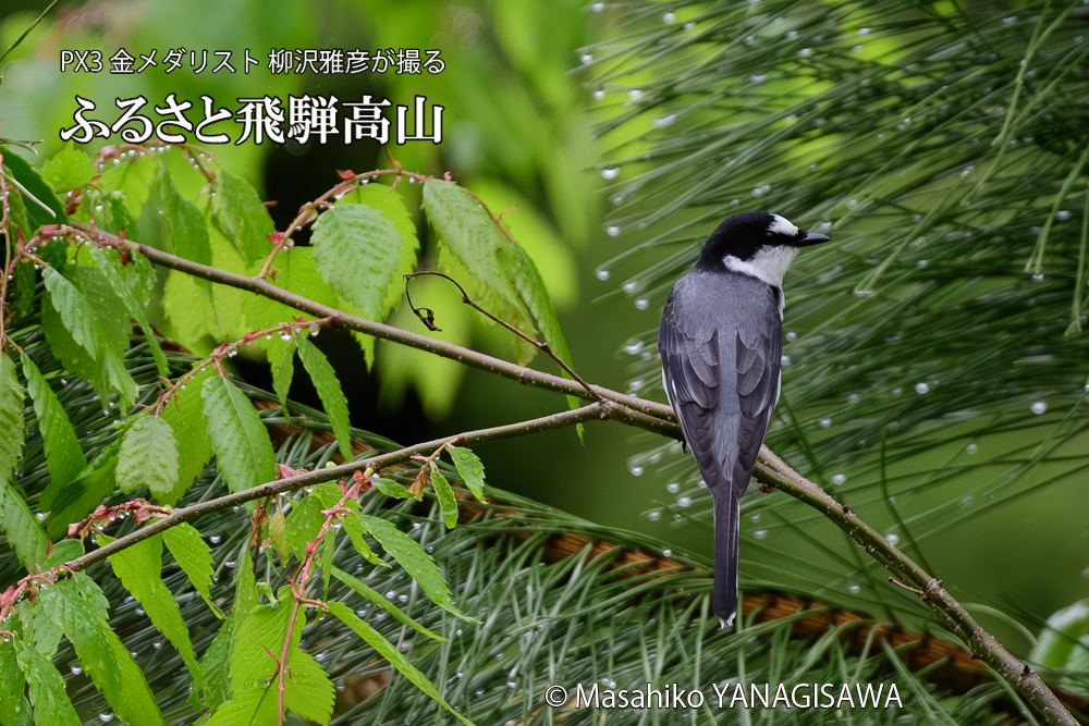 飛騨高山に棲むサンショウクイの写真です。