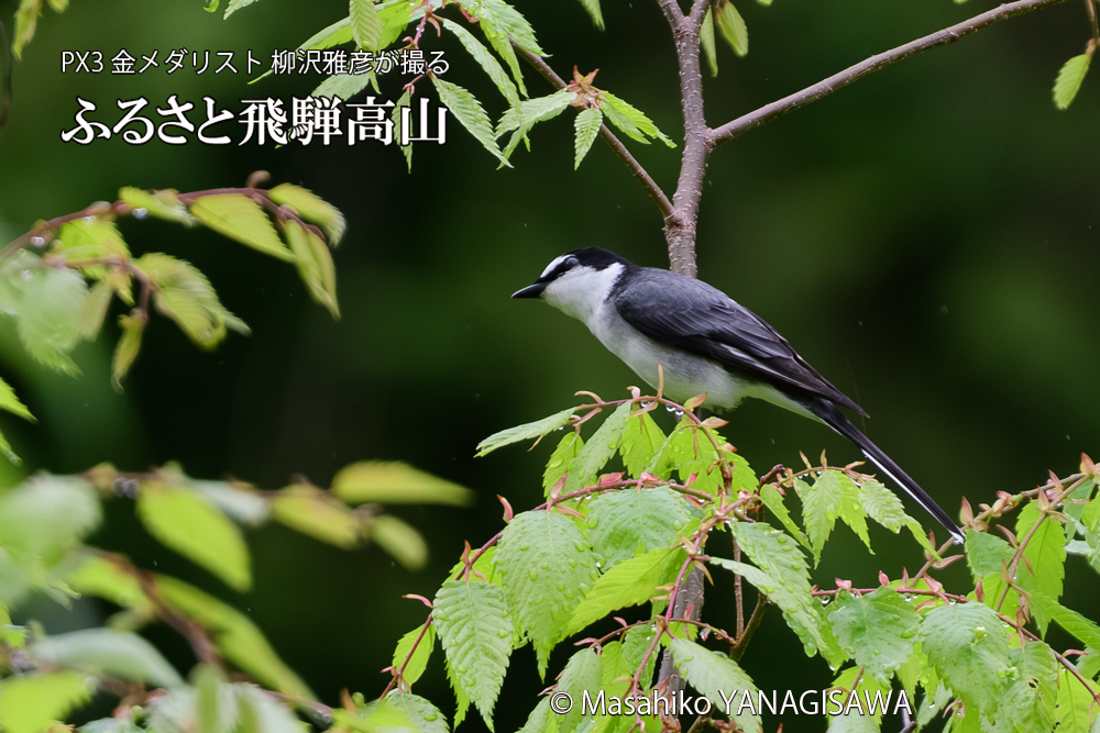 飛騨高山に棲むサンショウクイの写真です。