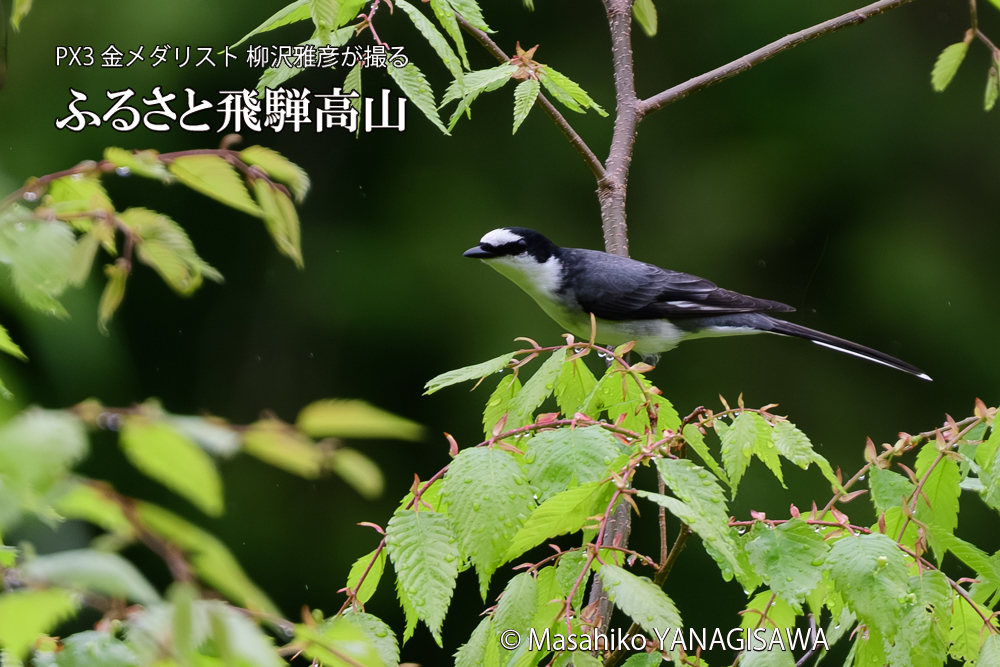 飛騨高山に棲むサンショウクイの写真です。