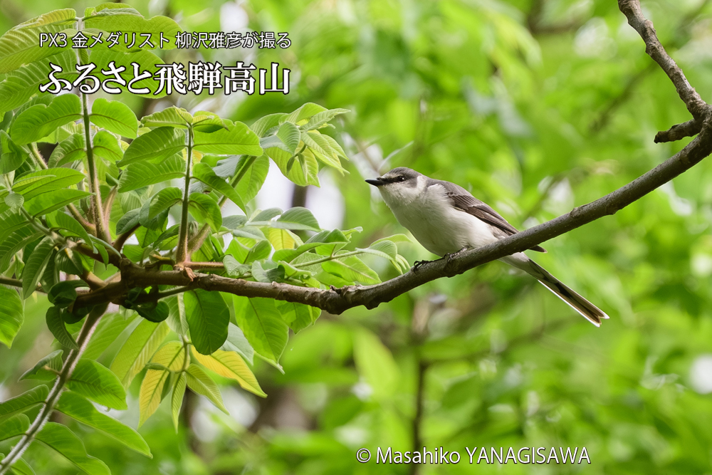 飛騨高山に棲むサンショウクイの写真です。
