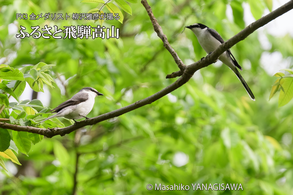 飛騨高山に棲むサンショウクイの写真です。